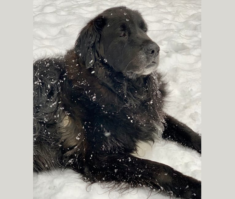 Buddha, a Saint Bernard and Golden Retriever mix tested with EmbarkVet.com