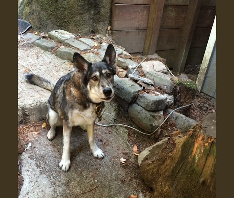 Destiny, a Siberian Husky and German Shepherd Dog mix tested with EmbarkVet.com