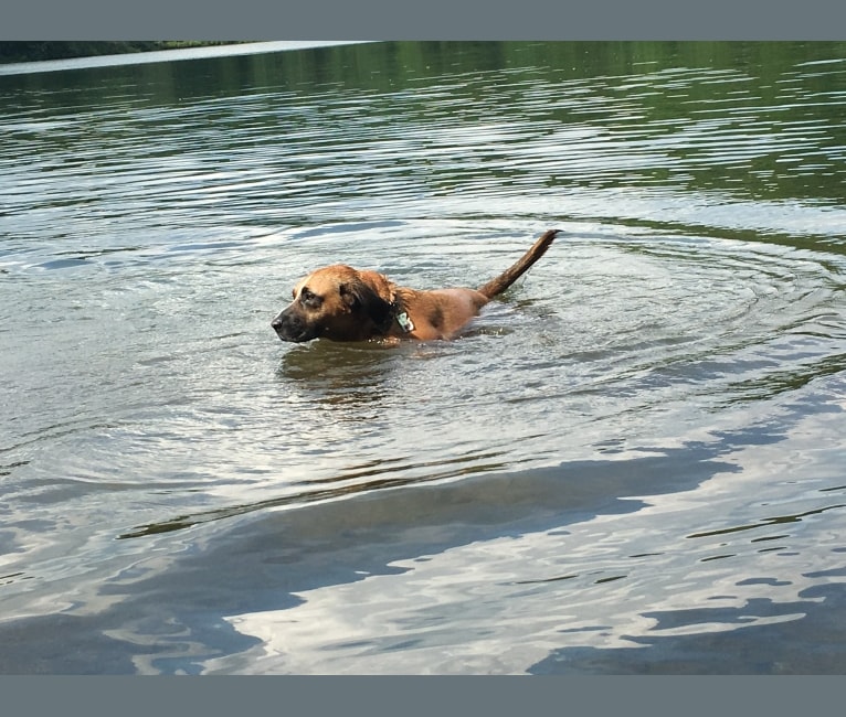 Buster, a Labrador Retriever and Beagle mix tested with EmbarkVet.com