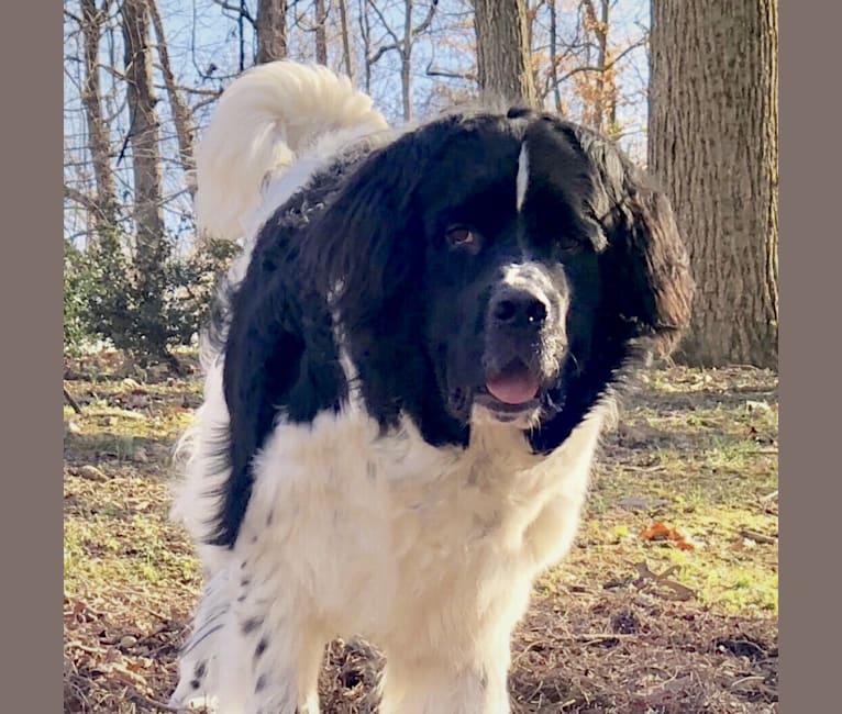 Huey, a Newfoundland tested with EmbarkVet.com