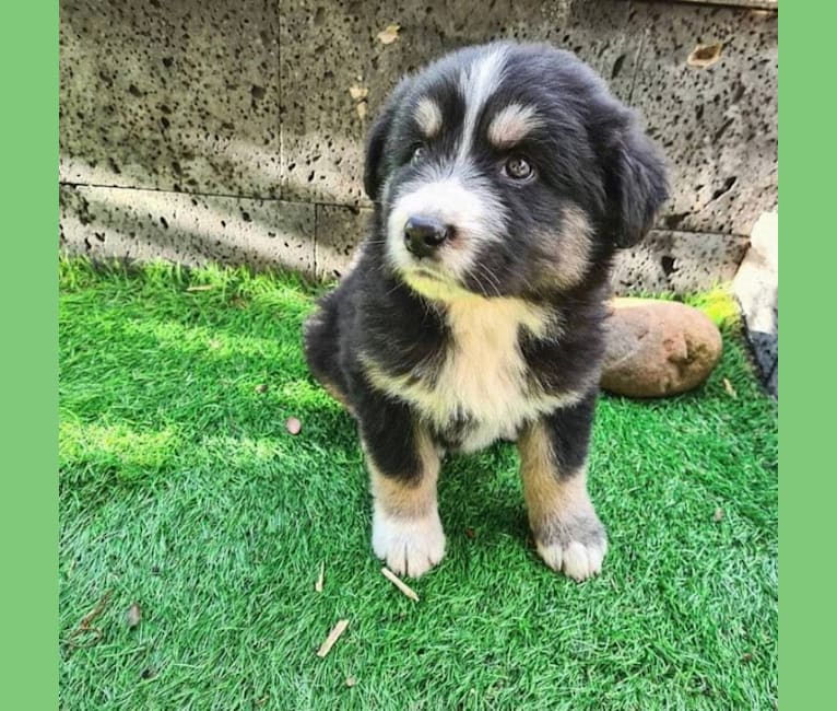 Pooka, an European Village Dog and Caucasian Ovcharka mix tested with EmbarkVet.com