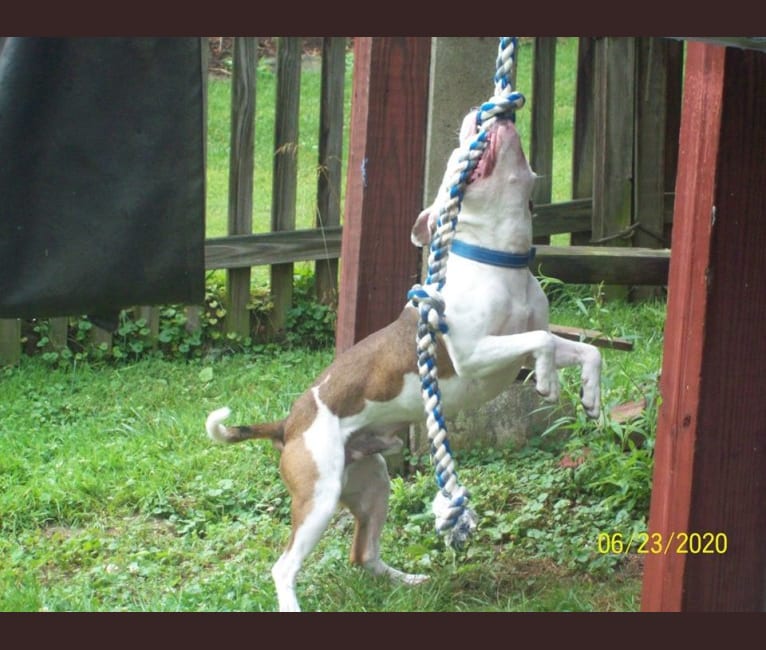 Zeke, an American Pit Bull Terrier tested with EmbarkVet.com