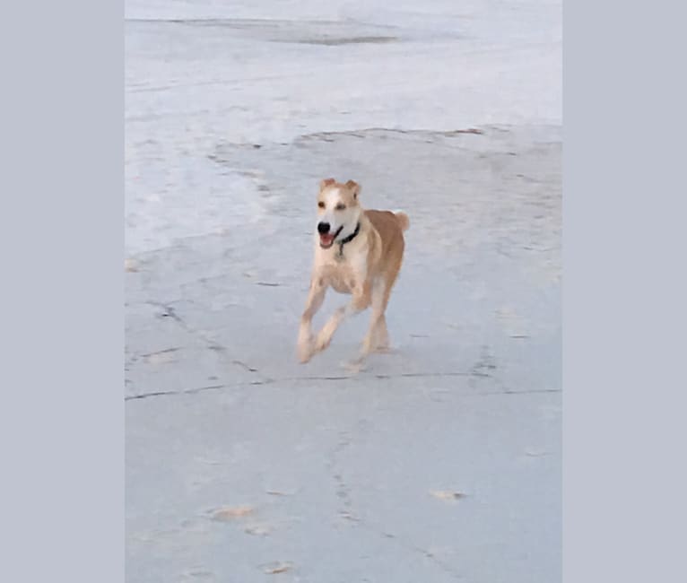 Skye, an American Foxhound and Alaskan Malamute mix tested with EmbarkVet.com