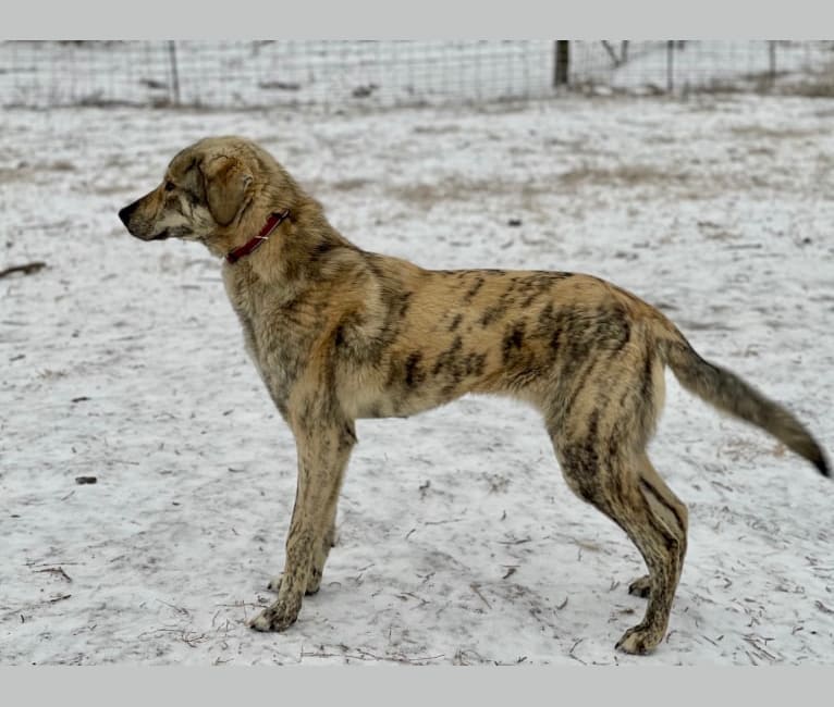 Nukka, an Anatolian Shepherd Dog tested with EmbarkVet.com