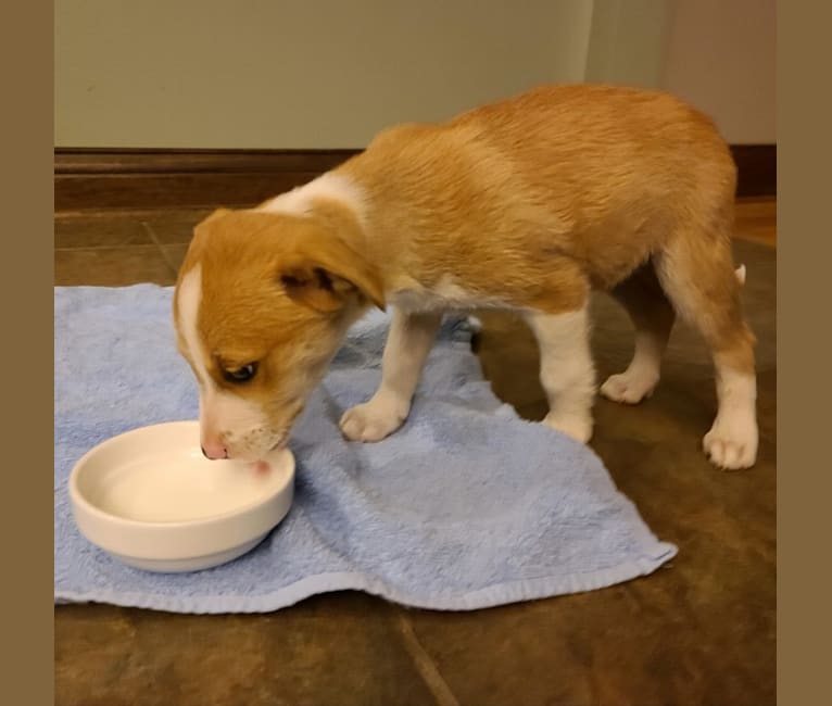 Cid, a Boxer and Australian Cattle Dog mix tested with EmbarkVet.com