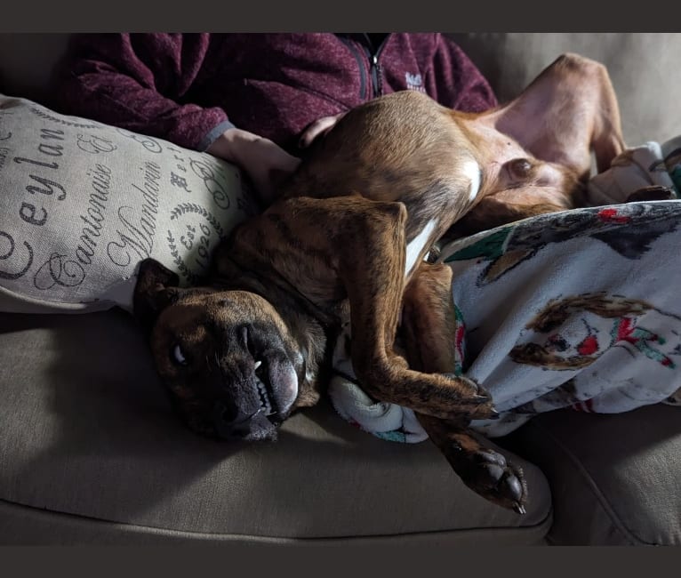 Scooby, an American Pit Bull Terrier and Australian Cattle Dog mix tested with EmbarkVet.com