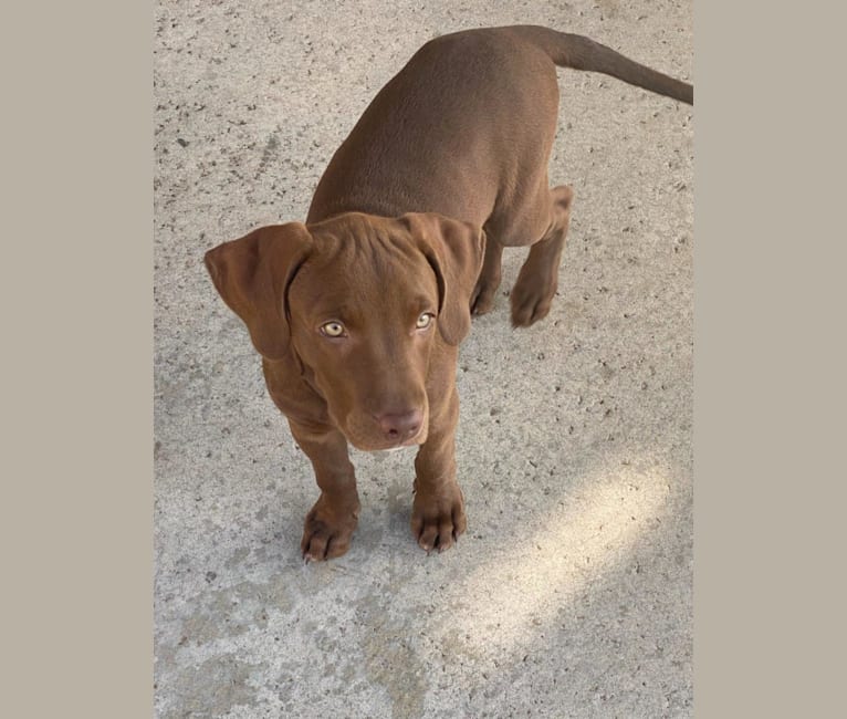 Kingston, a Weimaraner and Labrador Retriever mix tested with EmbarkVet.com