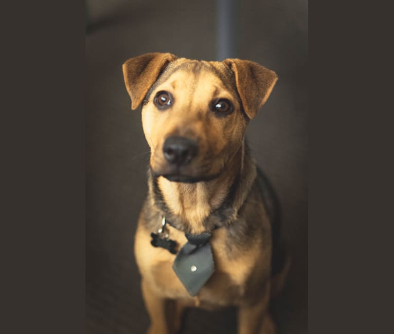 Chinese shar pei german shepherd mix sales