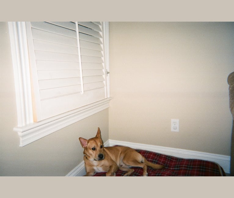 Kirby, a Pomeranian and American Pit Bull Terrier mix tested with EmbarkVet.com