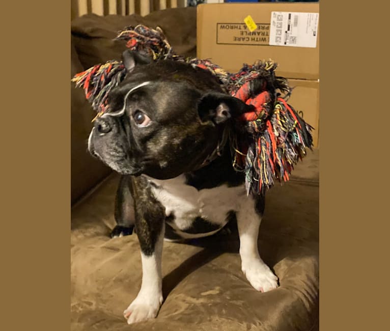Photo of Pork Chop, a Boston Terrier  in Cherry Hill, New Jersey, USA