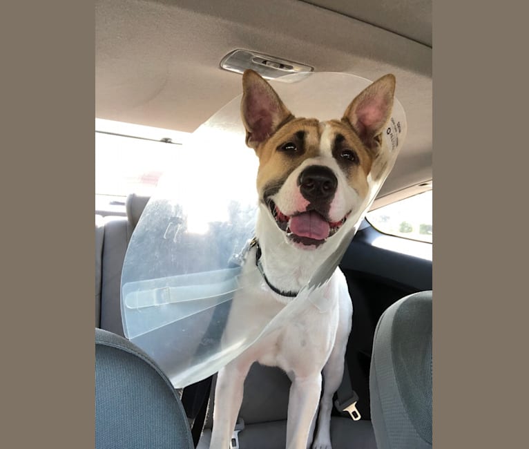 Akita terrier mix store