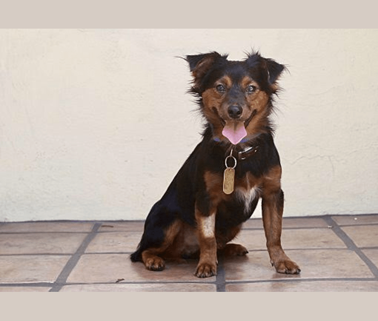 Pekingese german shepherd mix hotsell