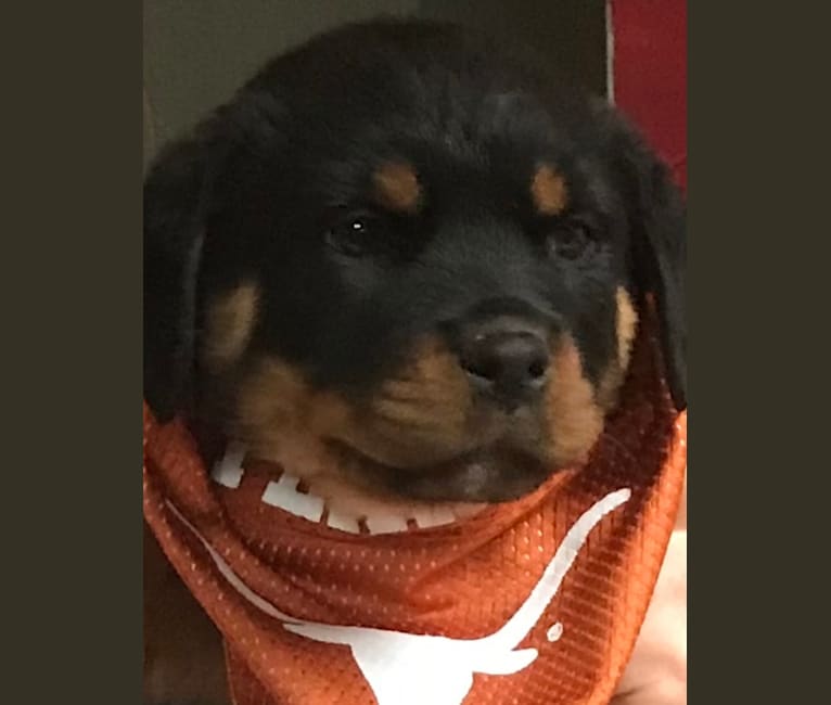 Grayce Hiza, a Rottweiler tested with EmbarkVet.com