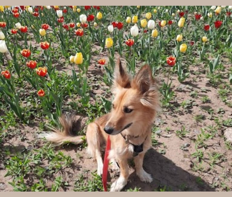 Julia, a Central Asian Village Dog tested with EmbarkVet.com