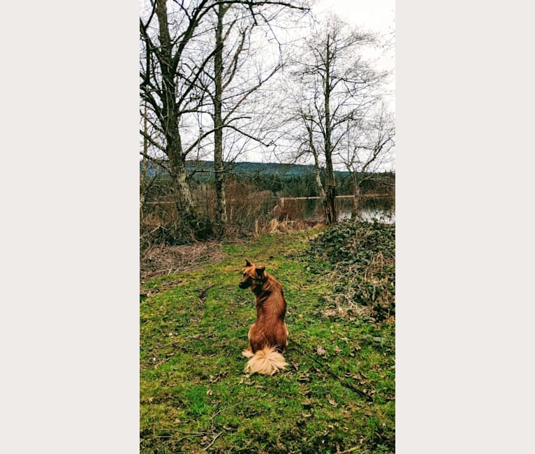 Lucy, an Arabian Village Dog tested with EmbarkVet.com