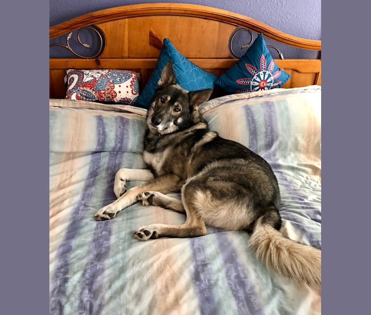 Embark Dog Dna Test Breed
