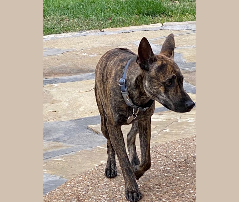 Tai, a Phu Quoc Ridgeback tested with EmbarkVet.com