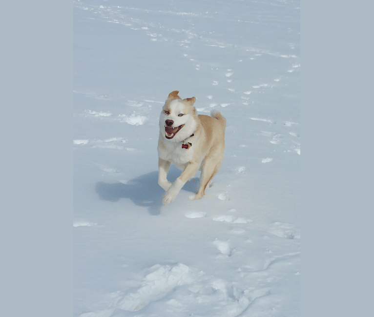 Photo of Vincent, a Siberian Husky, Boxer, Chow Chow, and German Shepherd Dog mix in North Dakota, USA