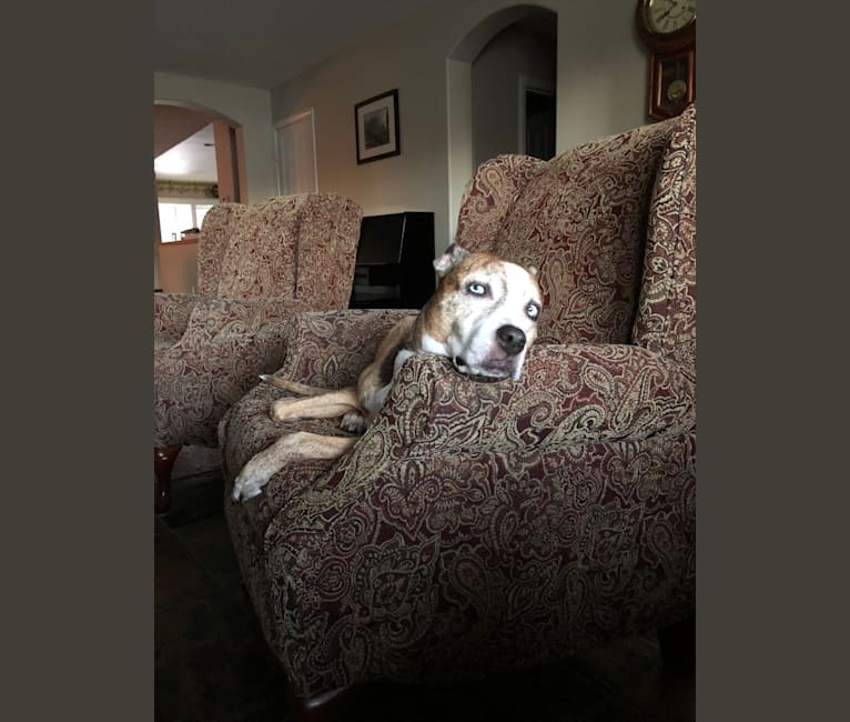 Mandy, a Staffordshire Terrier and Siberian Husky mix tested with EmbarkVet.com