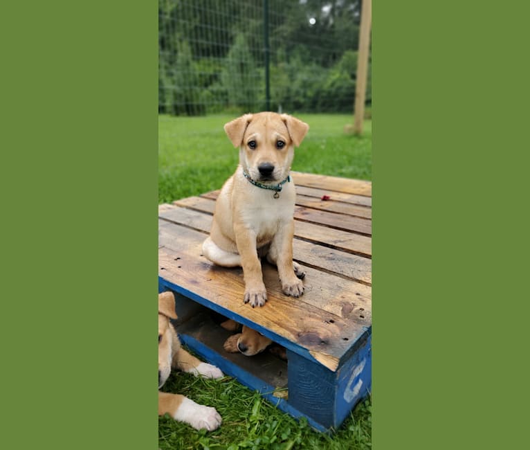 Bones, a Carolina Dog tested with EmbarkVet.com