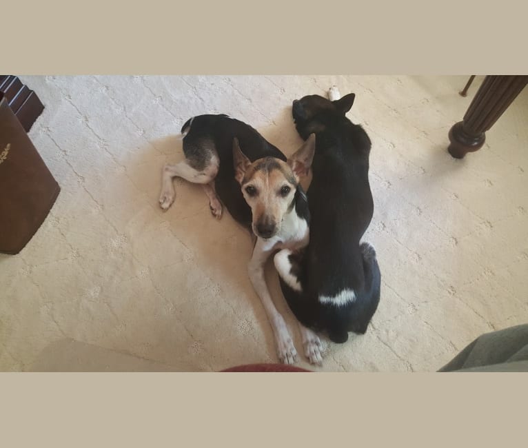 Photo of Milo, a Rat Terrier  in Orlando, Florida, USA