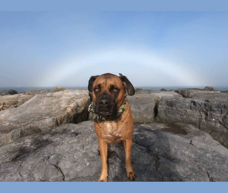 Zeus, a Boxer and American Pit Bull Terrier mix tested with EmbarkVet.com