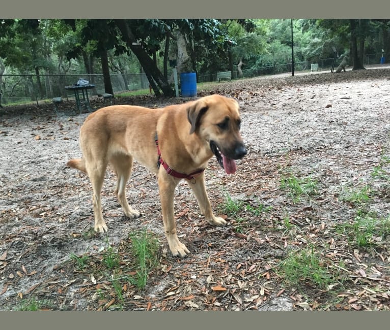 Ella, an Anatolian Shepherd Dog and Bloodhound mix tested with EmbarkVet.com