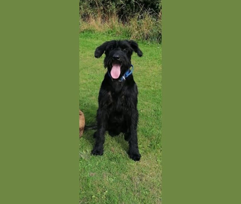 Hektor, a Giant Schnauzer tested with EmbarkVet.com