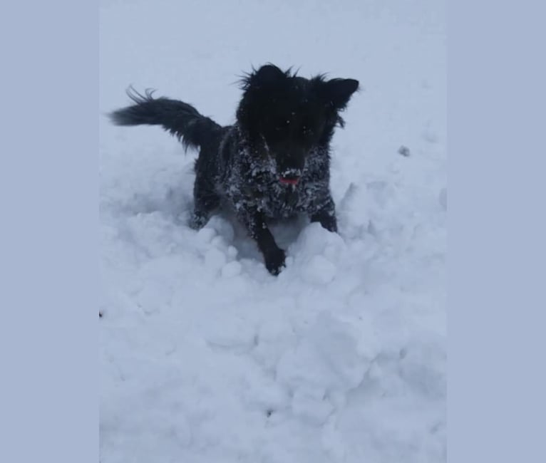 Odin 'stinky butt' Mussatti, an Australian Cattle Dog tested with EmbarkVet.com
