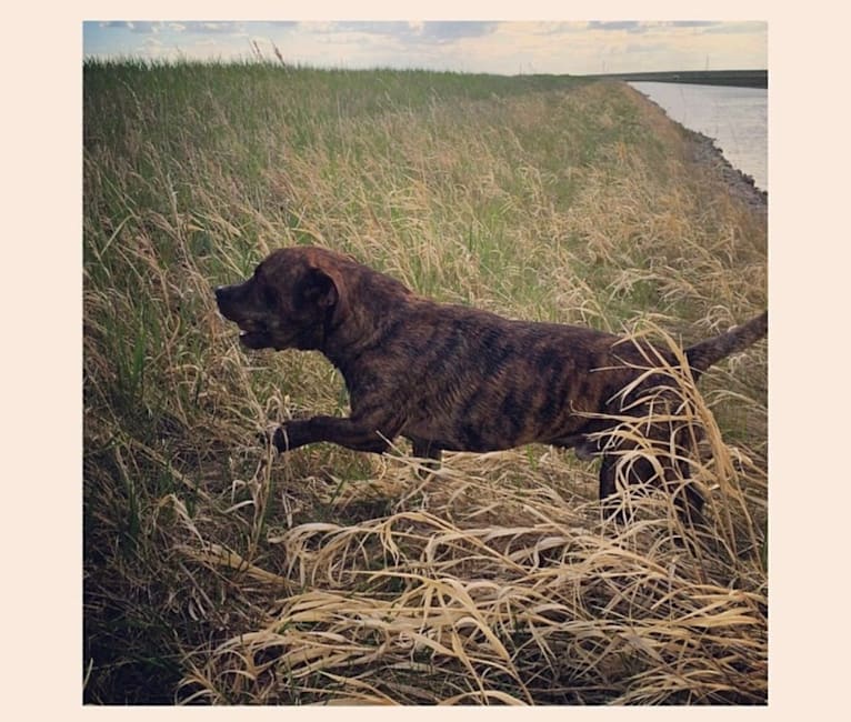 Photo of Frog, an American Pit Bull Terrier, Border Collie, and Mixed mix in North Battleford, Saskatchewan, Canada