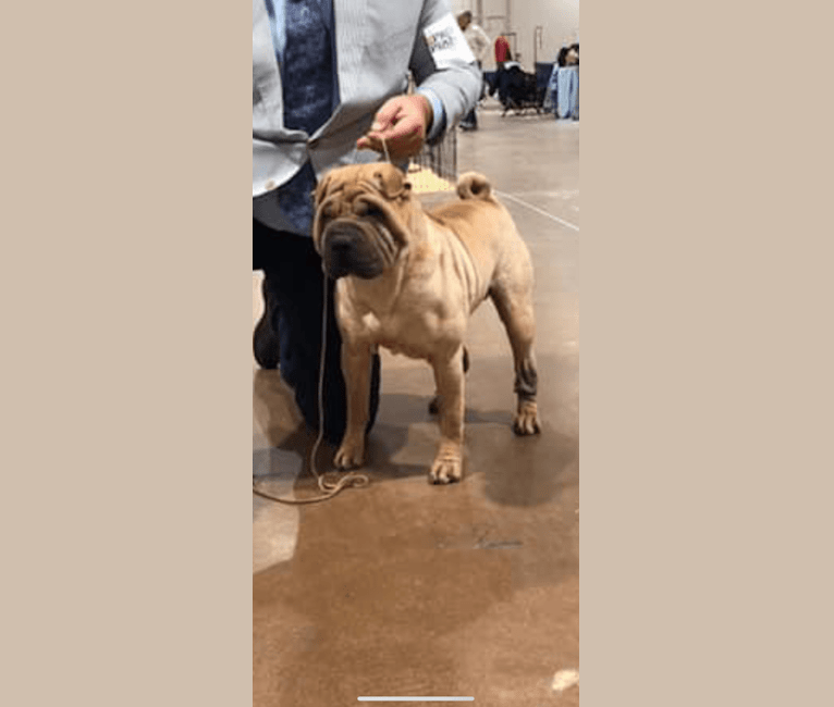 Ace, a Chinese Shar-Pei tested with EmbarkVet.com