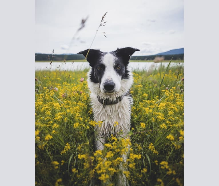 Jay, a Border Collie tested with EmbarkVet.com