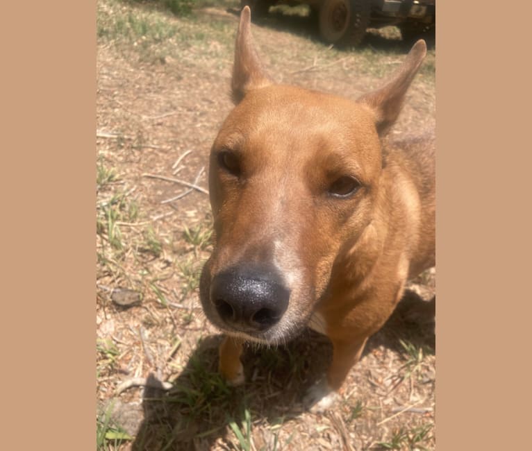 Photo of Mila, an Australian Cattle Dog and American Pit Bull Terrier mix in Taos, New Mexico, USA