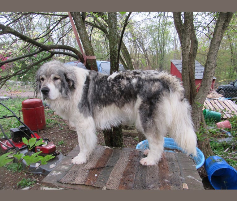 Great pyrenees grey sale