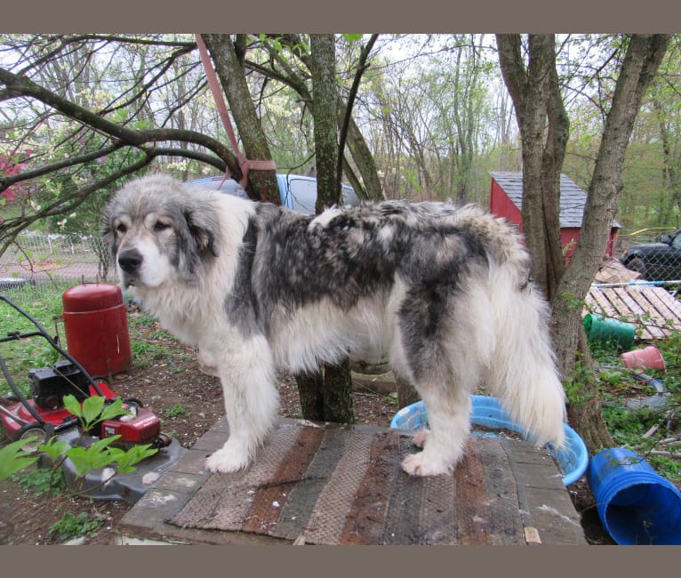 Kima, a Great Pyrenees tested with EmbarkVet.com