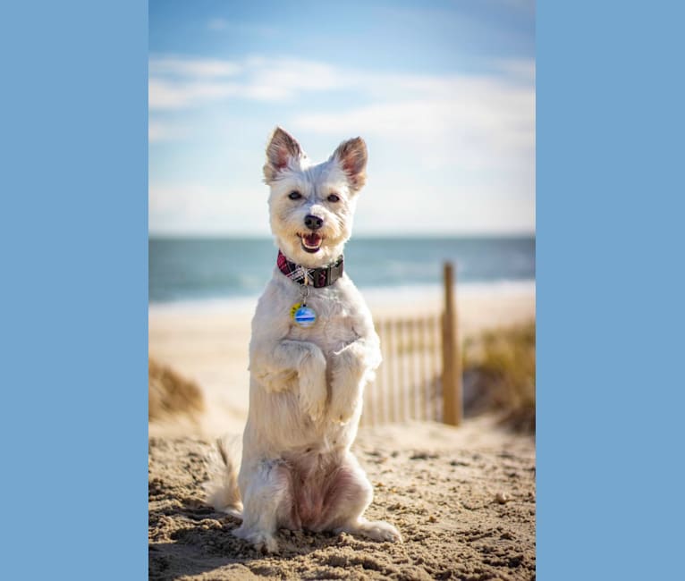 Sasha, a Maltese and Pomeranian mix tested with EmbarkVet.com