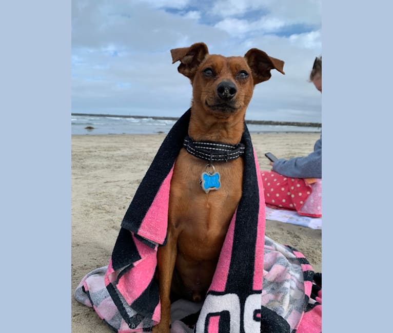 Photo of Finn Dobby Montgomery, a Miniature Pinscher  in New Mexico, USA