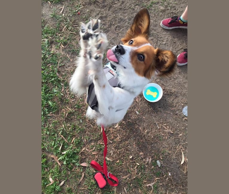 Sunshine, an Australian Cattle Dog and Chihuahua mix tested with EmbarkVet.com