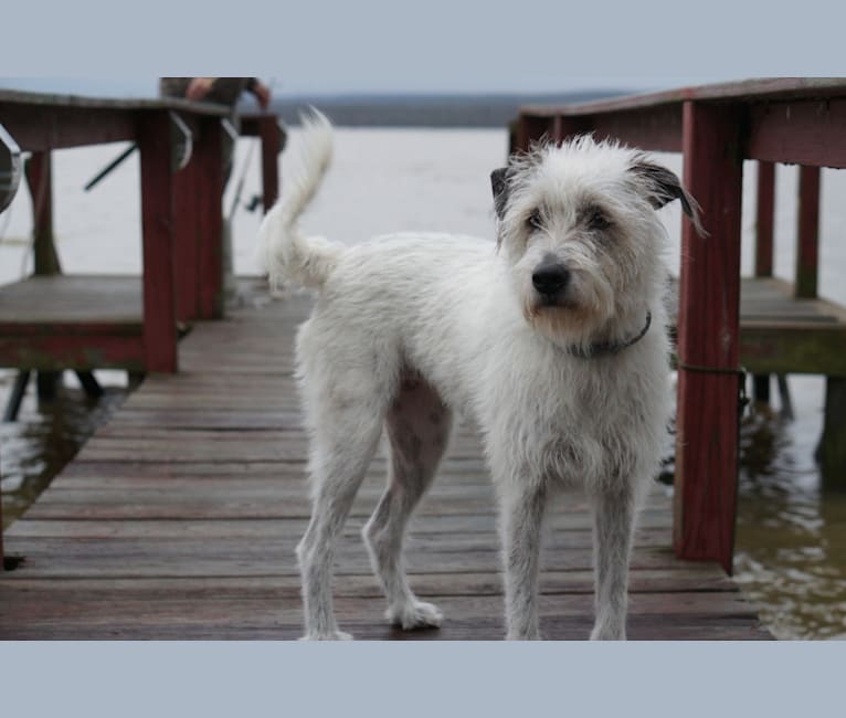 Rebel, a Staffordshire Terrier and Labrador Retriever mix tested with EmbarkVet.com