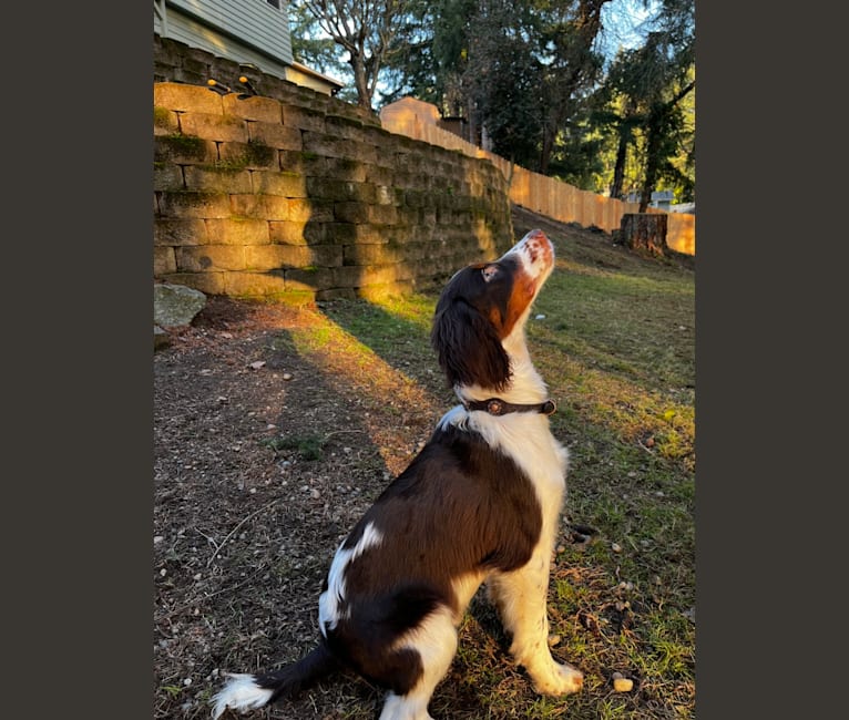 Gunner, an English Springer Spaniel tested with EmbarkVet.com
