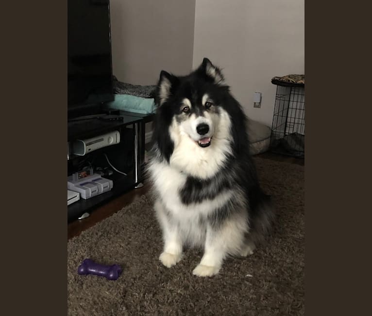 Nuvik, a Siberian Husky and Samoyed mix tested with EmbarkVet.com