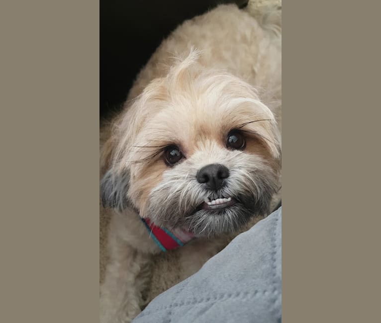 Mochi, a Shih Tzu and Poodle (Small) mix tested with EmbarkVet.com
