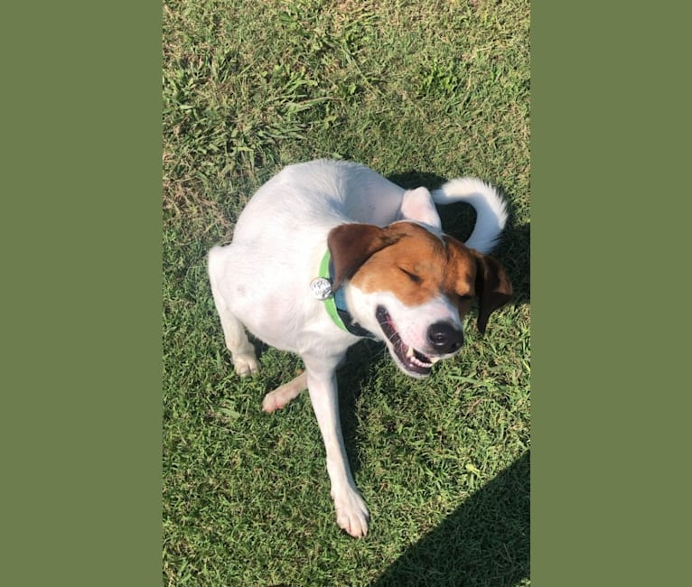 Spot, an Australian Cattle Dog and Border Collie mix tested with EmbarkVet.com