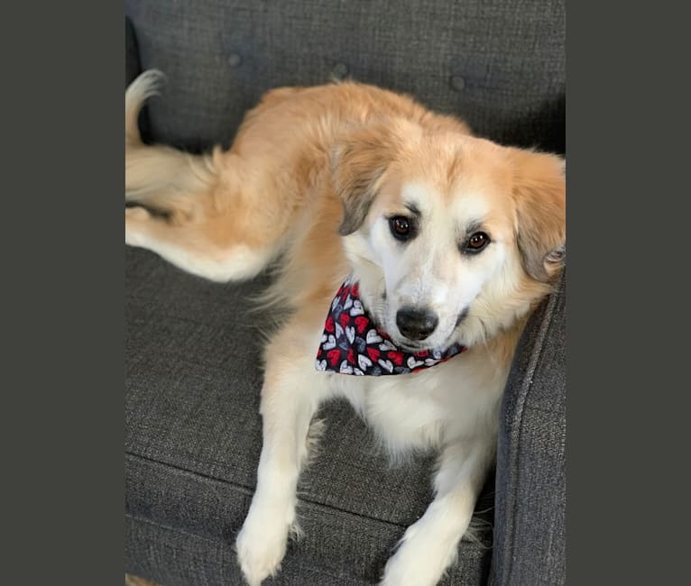 Photo of Henry, a Siberian Husky, Beagle, Poodle (Small), and American English Coonhound mix in Kentucky, USA