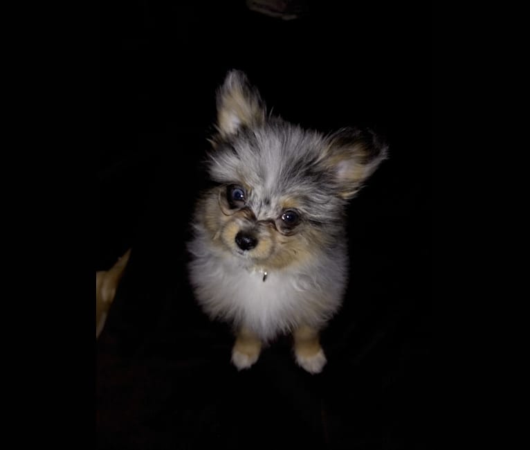 Esme, a Pomeranian and Chihuahua mix tested with EmbarkVet.com