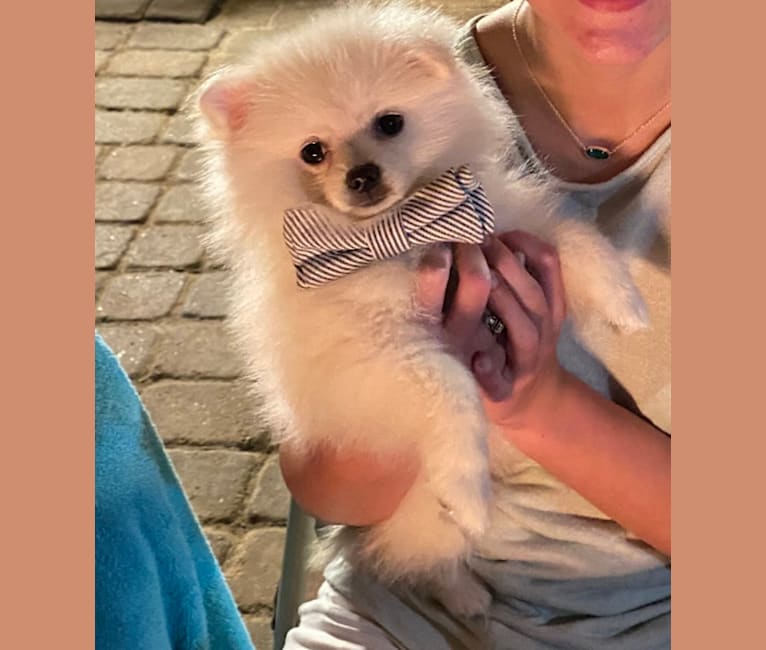 Koda, a Pomeranian tested with EmbarkVet.com