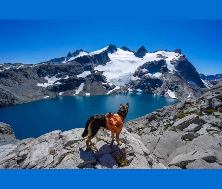 Jasper, a Siberian Husky and German Shepherd Dog mix tested with EmbarkVet.com