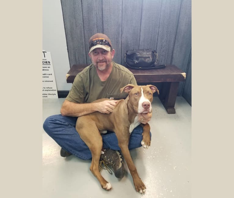 Photo of Cooper, an American Pit Bull Terrier and American Staffordshire Terrier mix in Rhome, Texas, USA