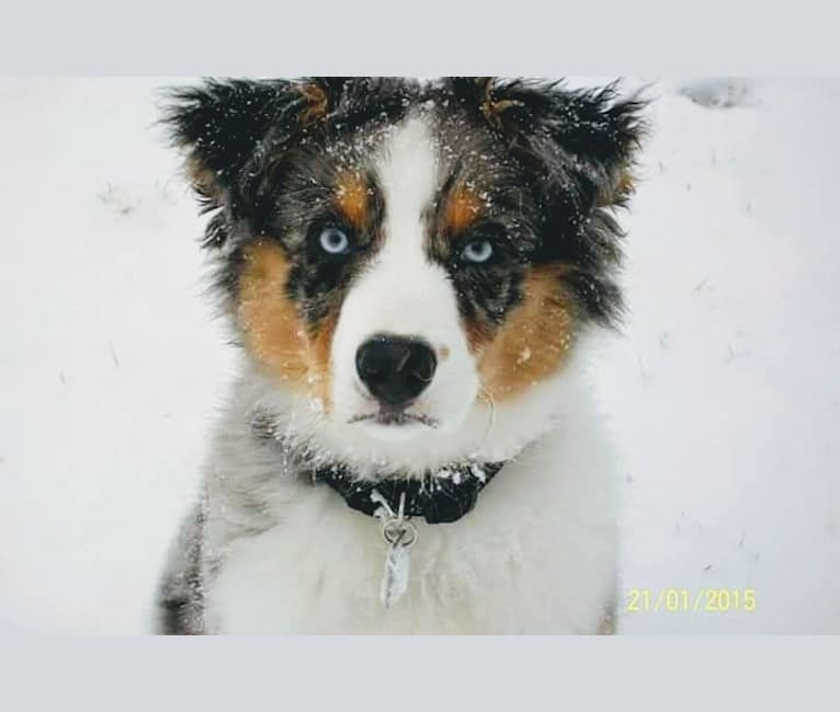 BaLue, an Australian Shepherd tested with EmbarkVet.com