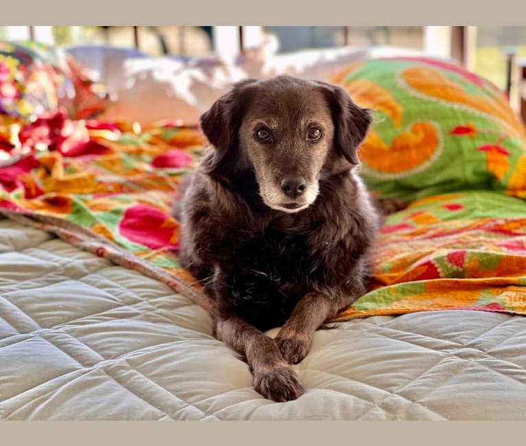 Remmy, a Beagle and Poodle (Small) mix tested with EmbarkVet.com